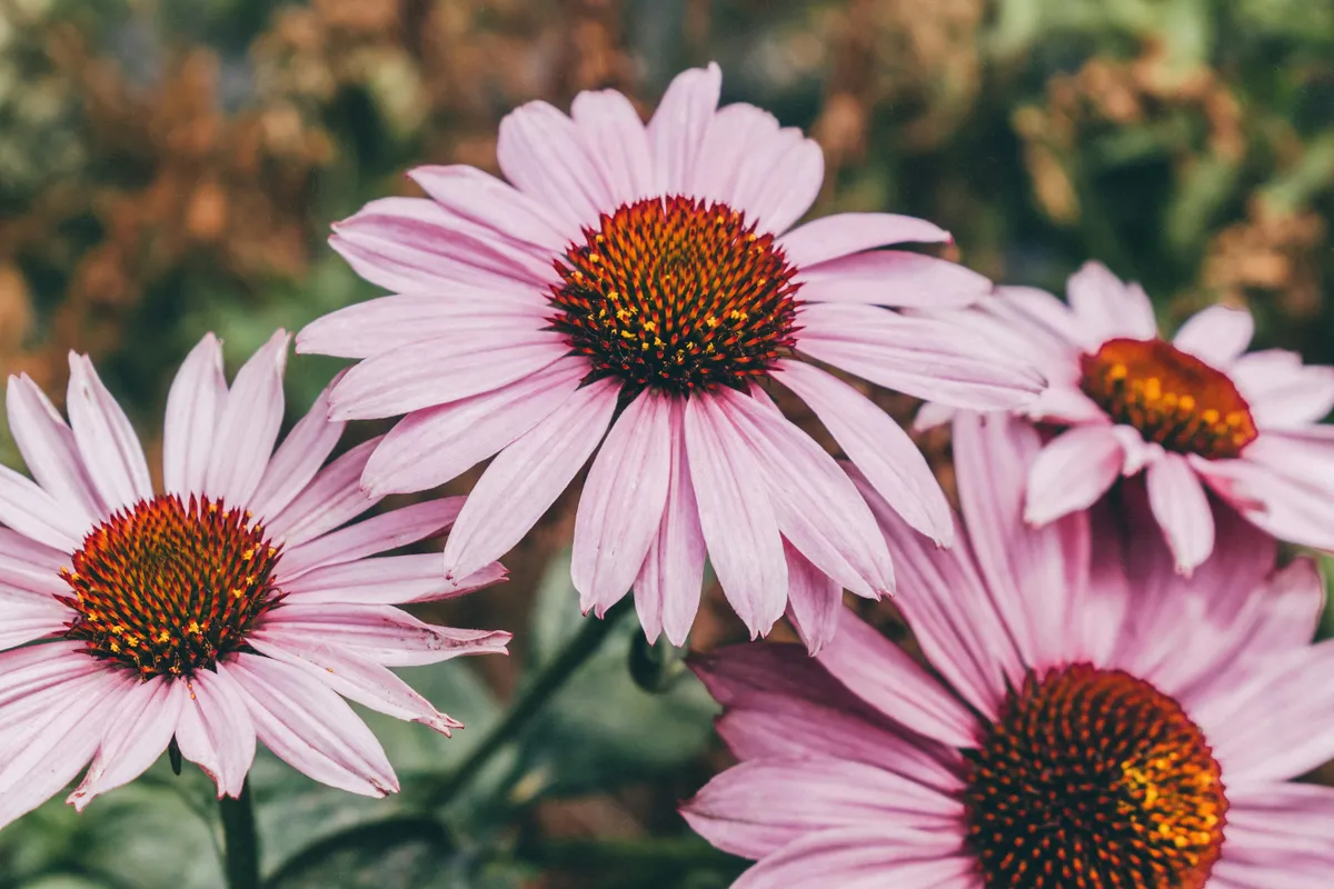 Purple coneflower (Echinacea purpurea) in bloom, a native Long Island perennial that attracts butterflies and bees to pollinator gardens
