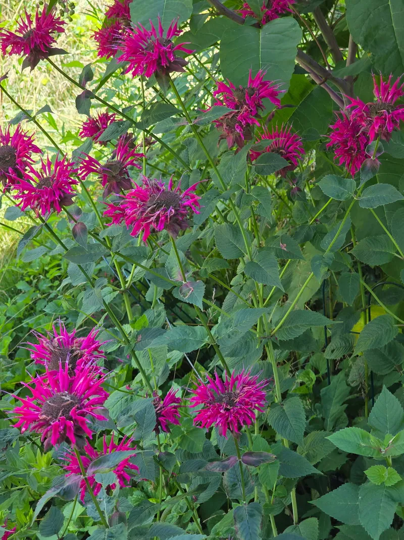 Crimson bee balm (Monarda didyma) flowers in full bloom, a native perennial that attracts hummingbirds and butterflies
