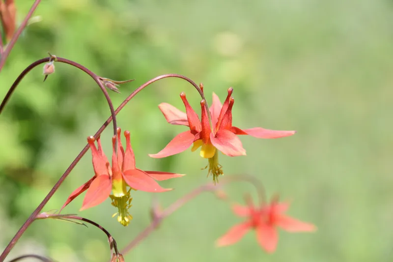 Wild columbine (Aquilegia canadensis) with red and yellow bell-shaped flowers, a native woodland perennial popular in shade gardens