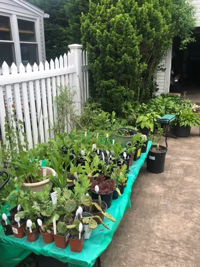 Community members browsing and selecting plants from garden club volunteers at the spring sale