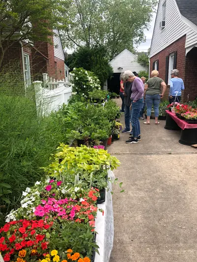 Garden club members setting up plant displays with price tags at early morning plant sale