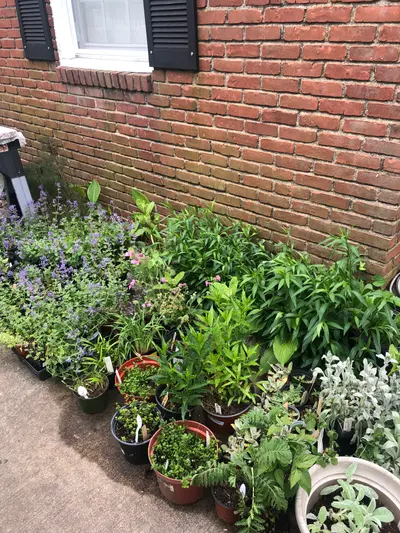 Variety of flowering perennials including hostas, daylilies and native wildflowers available for purchase